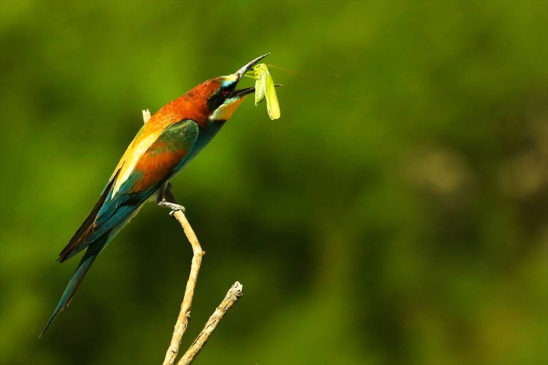 Yazın habercileri döndü! Konya semaları tuvale dönüştü 5